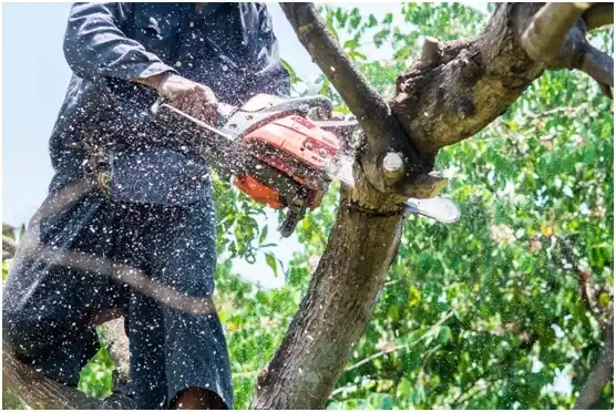 tree services Collinsville